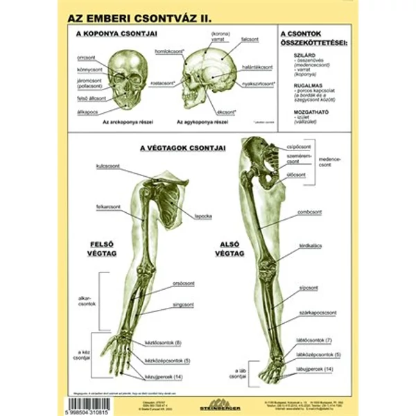 Tanulói munkalap, A4, STIEFEL "Az emberi csontváz" - 2
